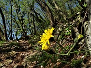 08 Sul sent. 571 per il Linzone nel bosco di bei carpini neri